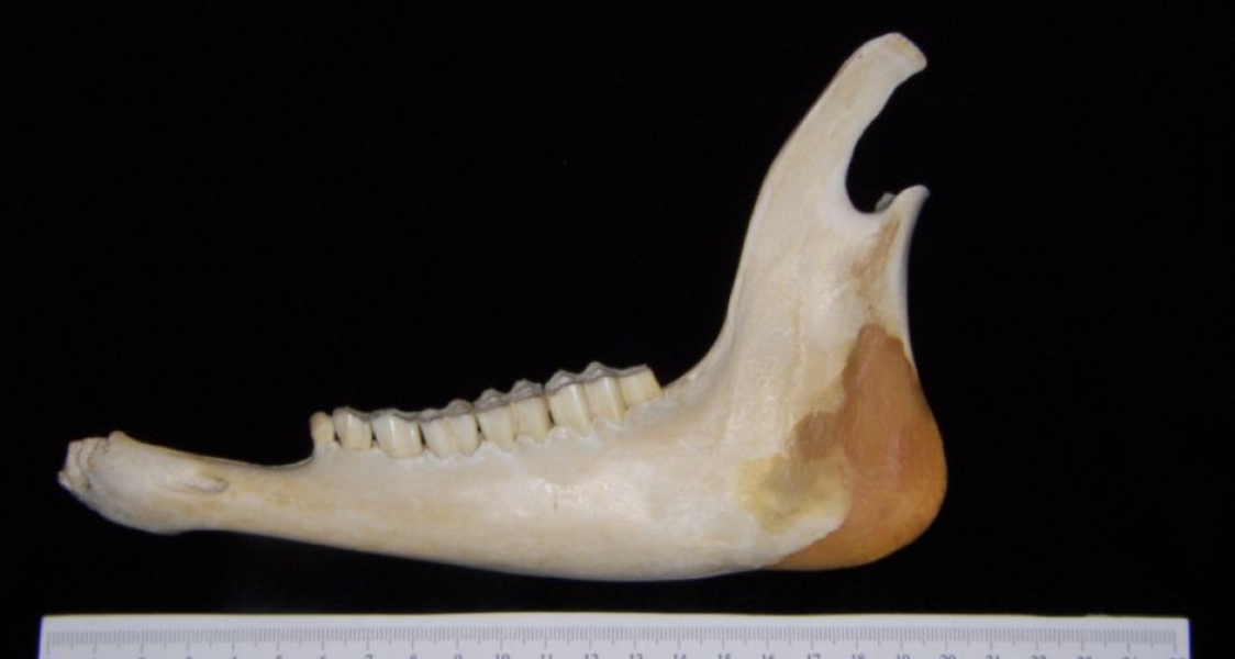 Lateral View White-Tailed Deer Mandible