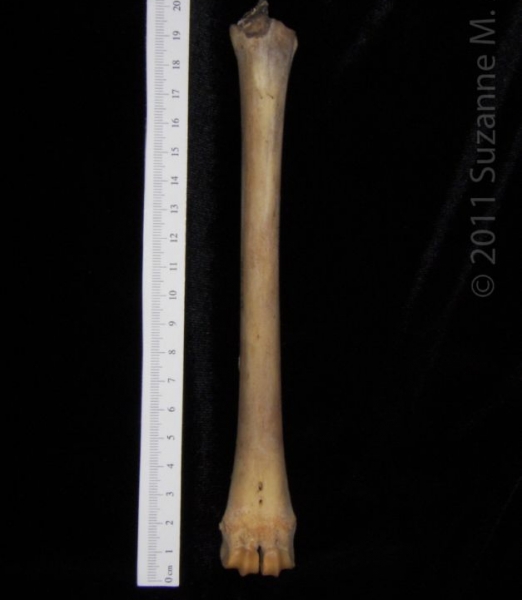 Anterior View Left White-Tailed Deer Metacarpal