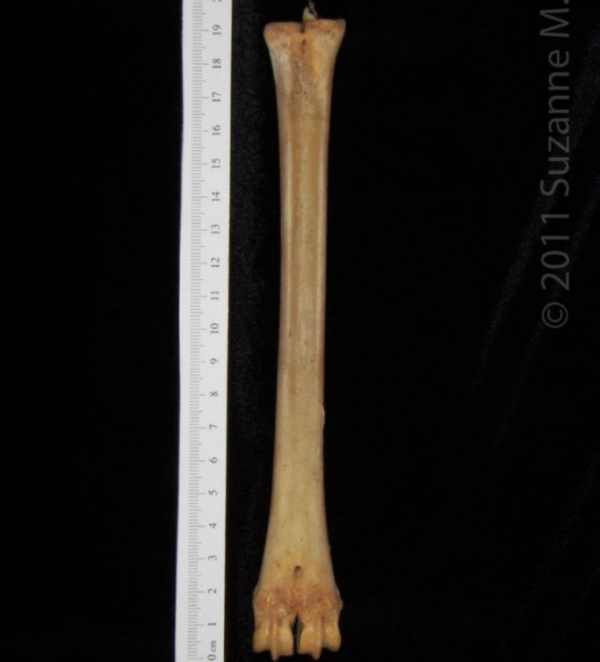 Posterior View Left White-Tailed Deer Metacarpal