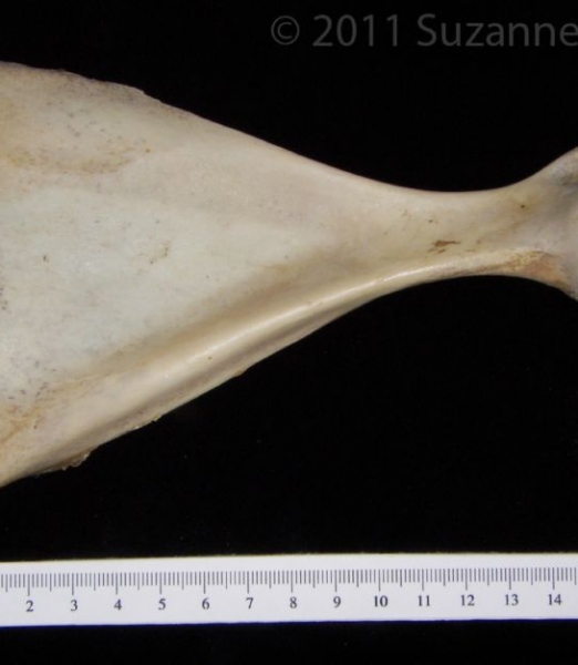 Anterior View Left White-Tailed Deer Scapula
