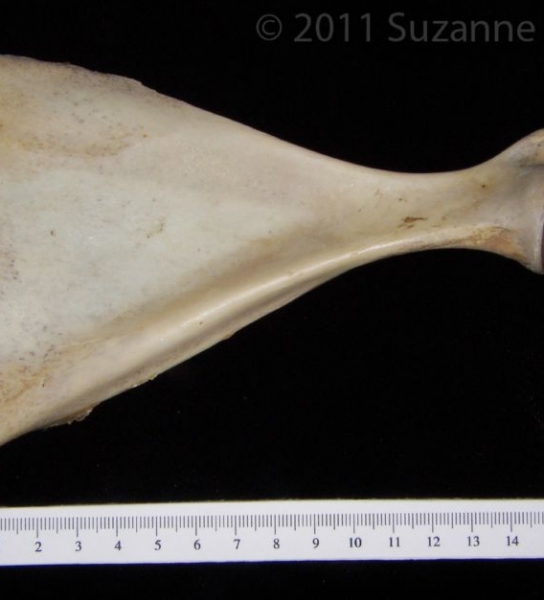 Anterior View Left White-Tailed Deer Scapula