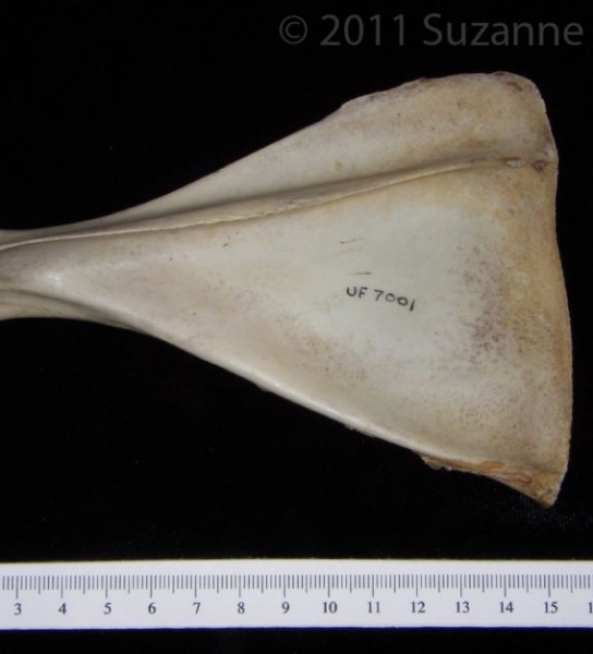 Posterior View Left White-Tailed Deer Scapula