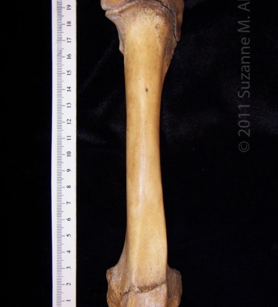 Anterior View Left Wild Boar Femur