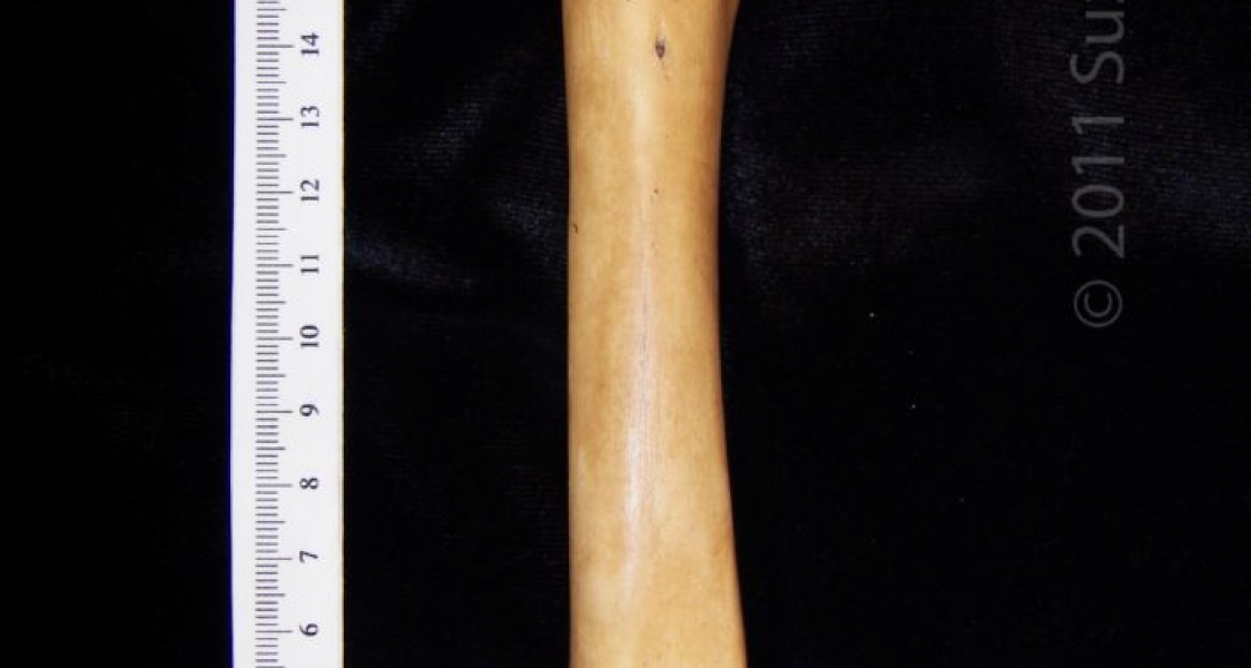 Anterior View Left Wild Boar Femur
