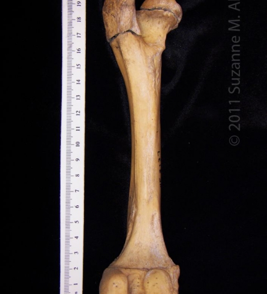 Posterior View Left Wild Boar Femur