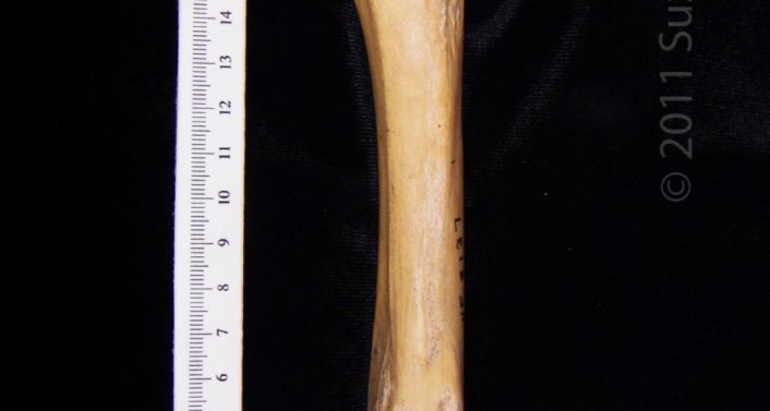 Posterior View Left Wild Boar Femur
