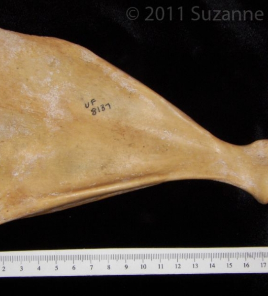 Anterior View Left Wild Boar Scapula