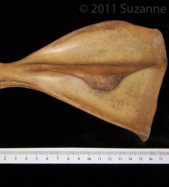 Posterior View Left Wild Boar Scapula