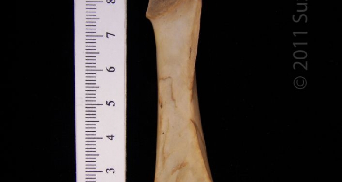 Medial View Left Wild Turkey Corocoid