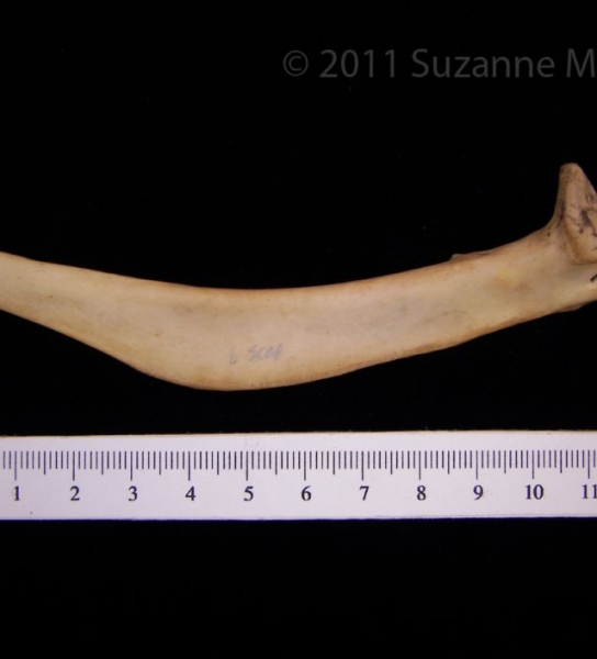 Dorsal View Left Wild Turkey Scapula