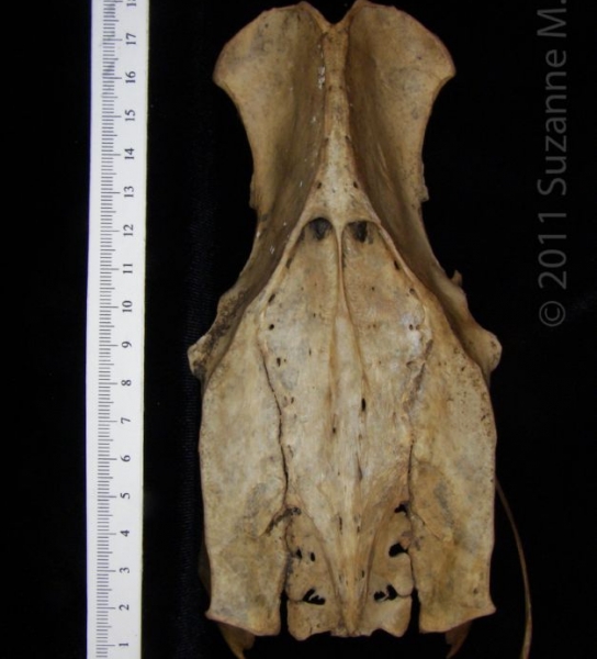 Dorsal View Wild Turkey Pelvis