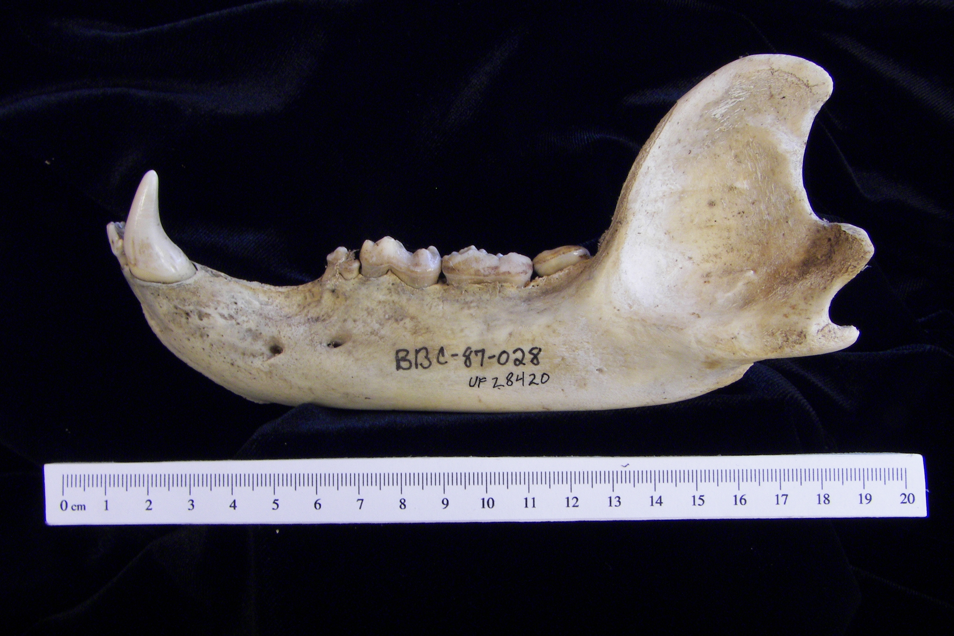 Lateral View Black Bear Mandible