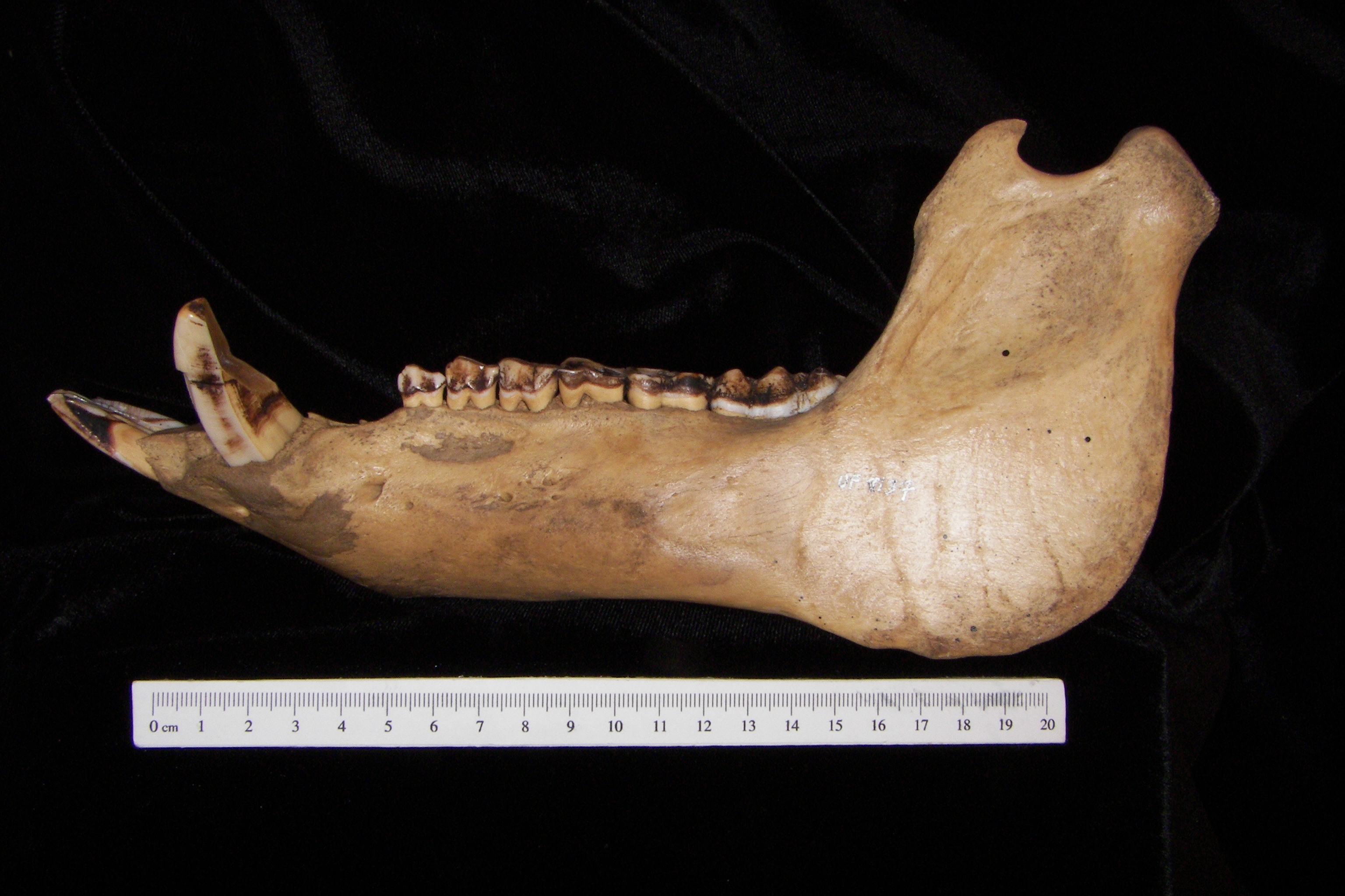 Lateral View Wild Boar Mandible