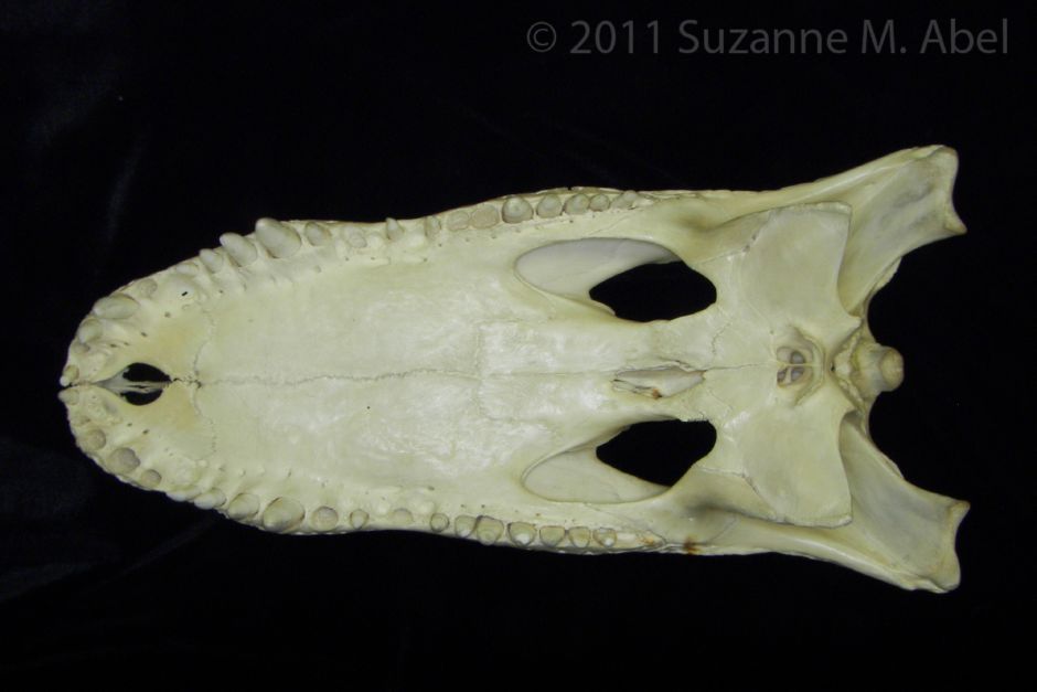 Inferior View American Alligator Cranium