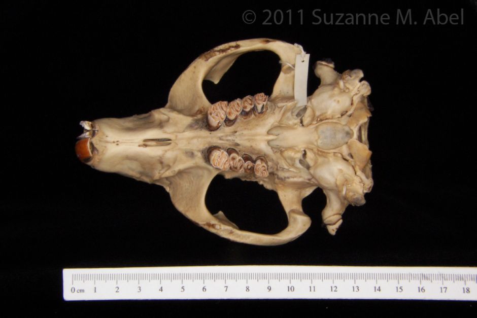 Inferior View American Beaver Cranium