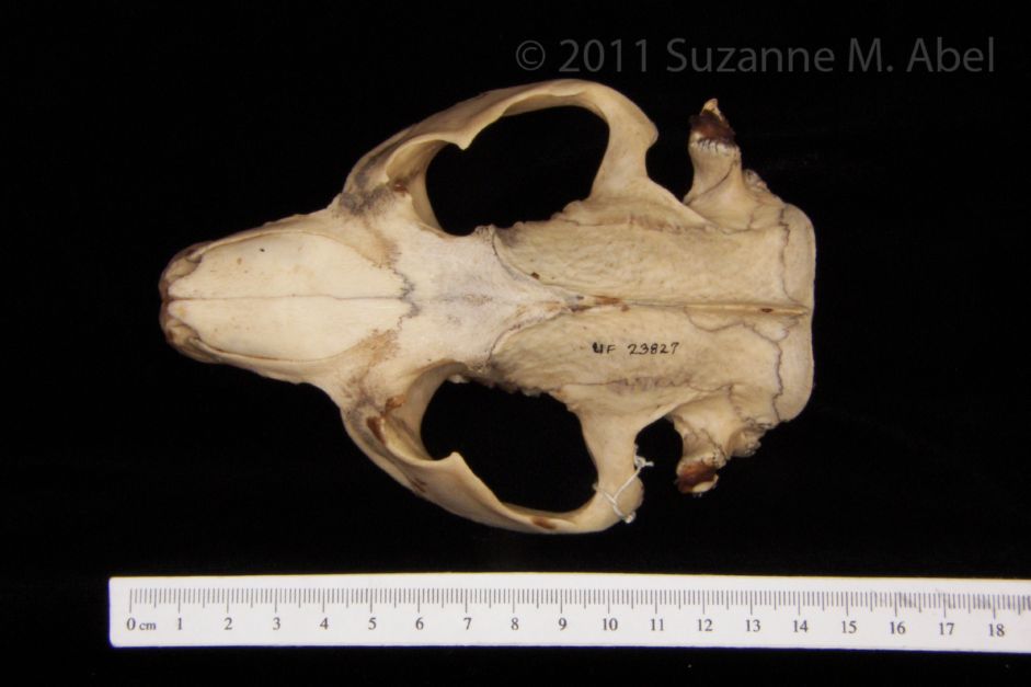 Superior View American Beaver Cranium