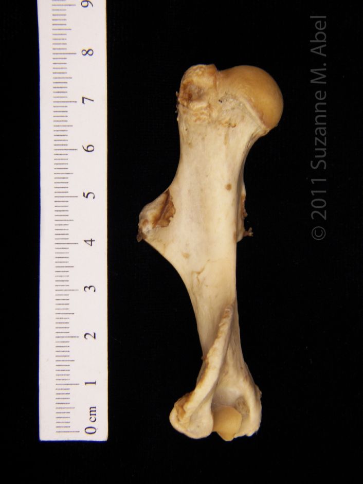 Anterior View Left American Beaver Humerus