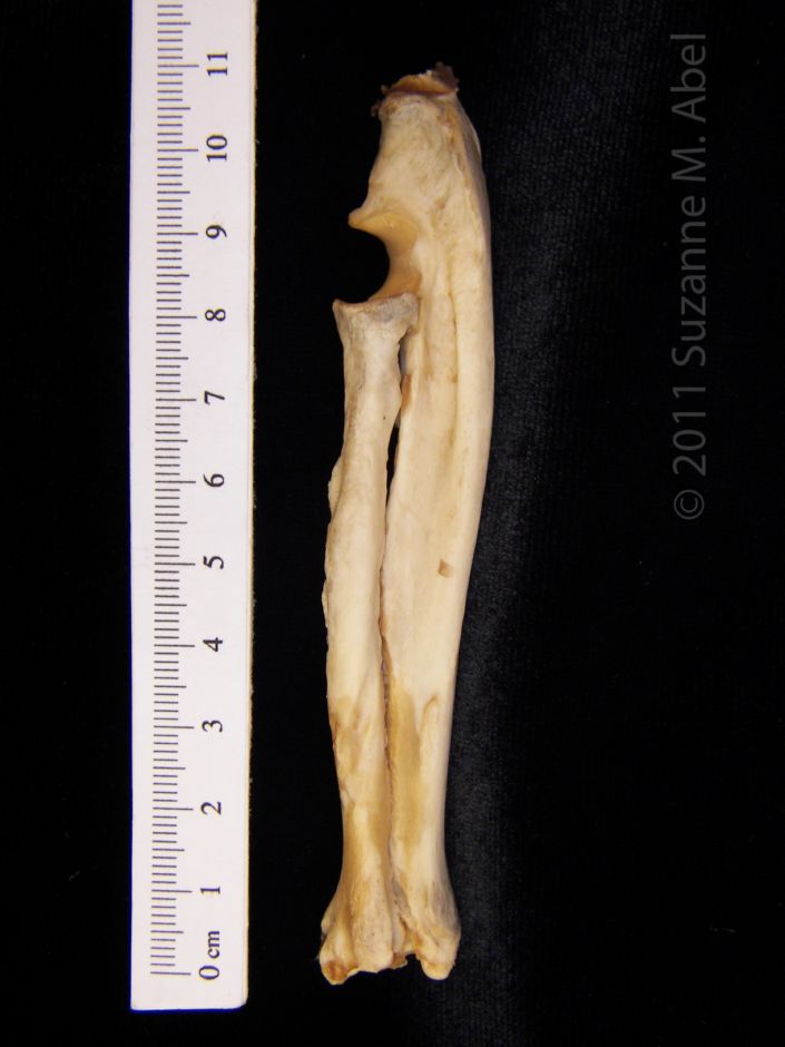 Lateral View American Beaver Left Radius & Ulna