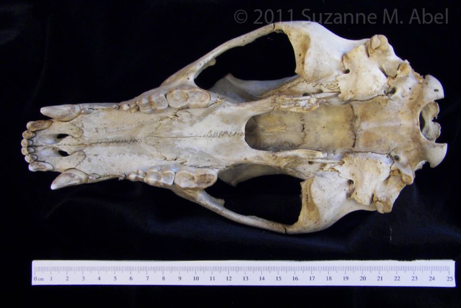 Inferior View Black Bear Cranium