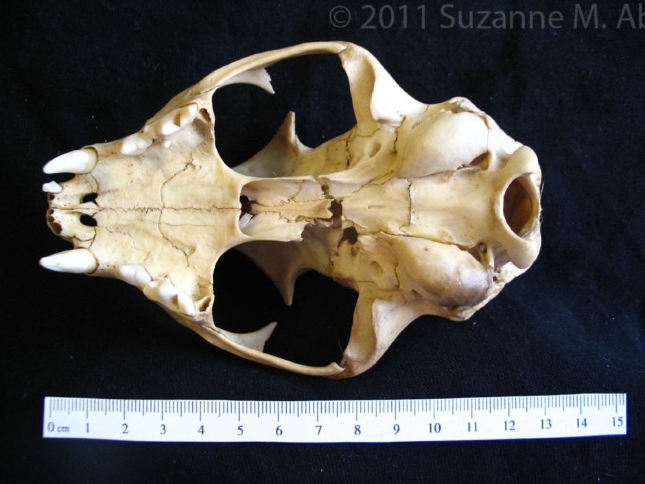 Inferior View Bobcat Cranium