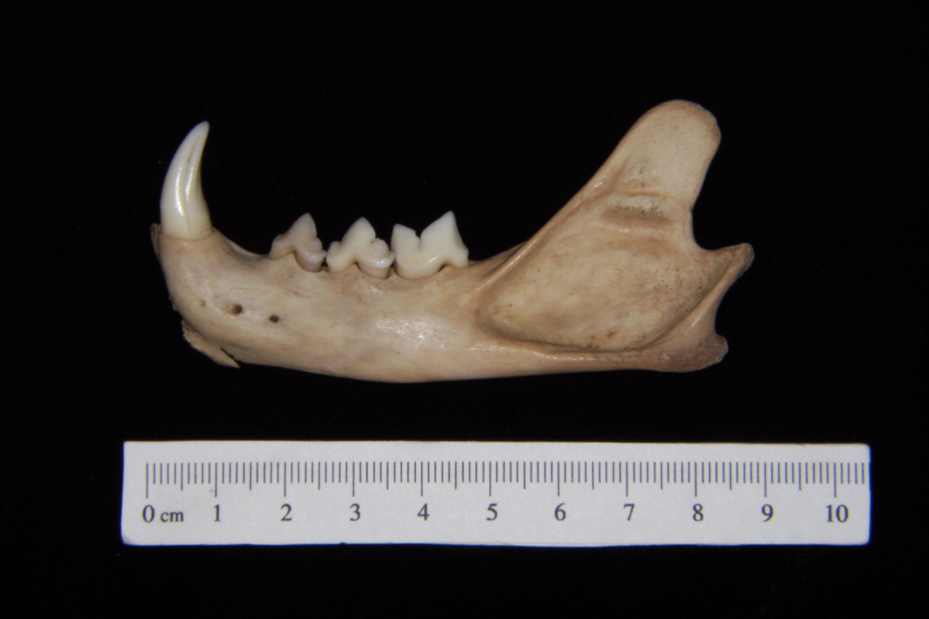 Lateral View Bobcat Mandible