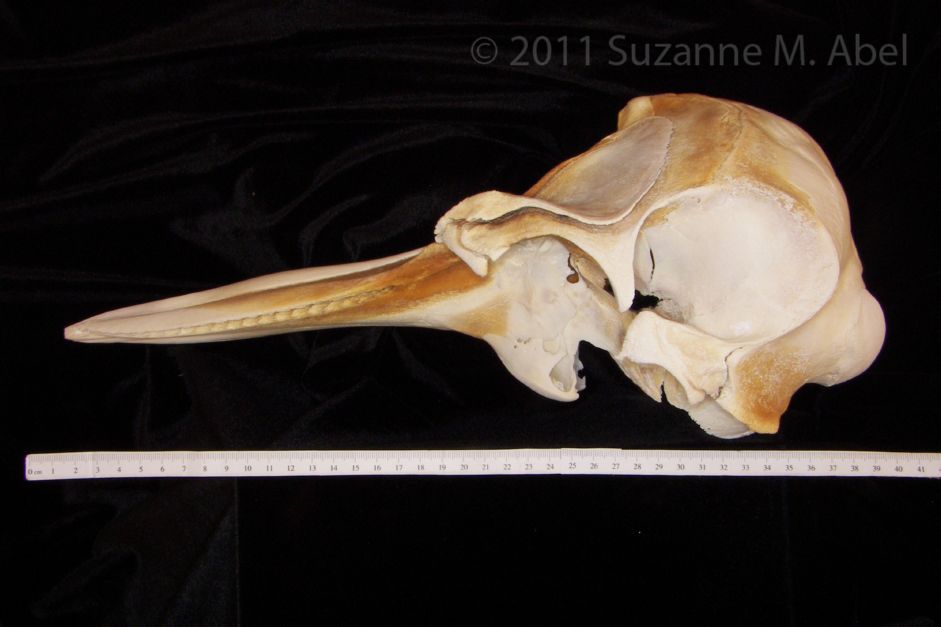 Lateral View Bottlenose Dolphin Cranium