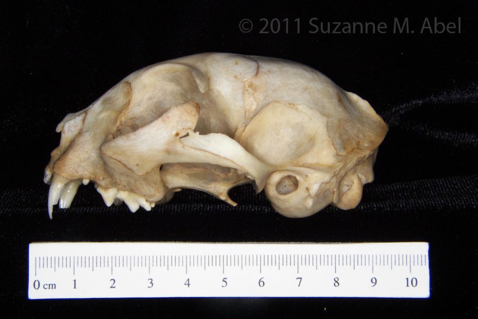 Lateral View Domestic Cat Cranium