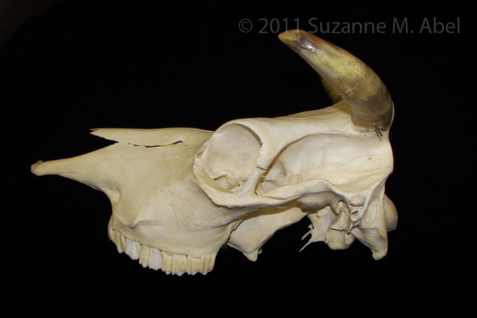 Lateral View Cattle Cranium
