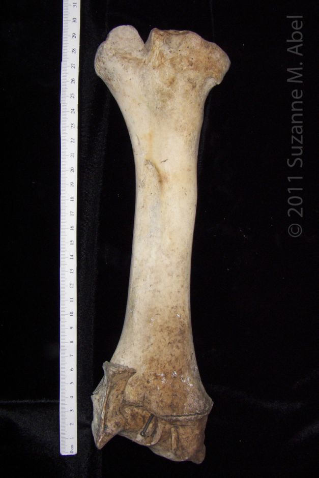 Posterior View Left Cattle Radius