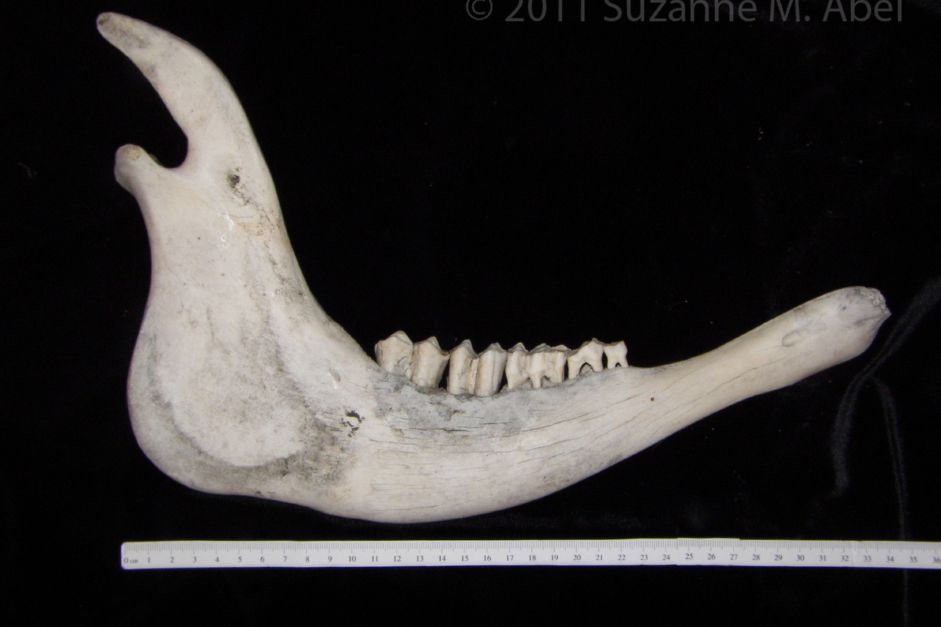 Lateral View Cattle Mandible