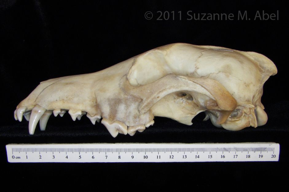 Lateral View Coyote Cranium