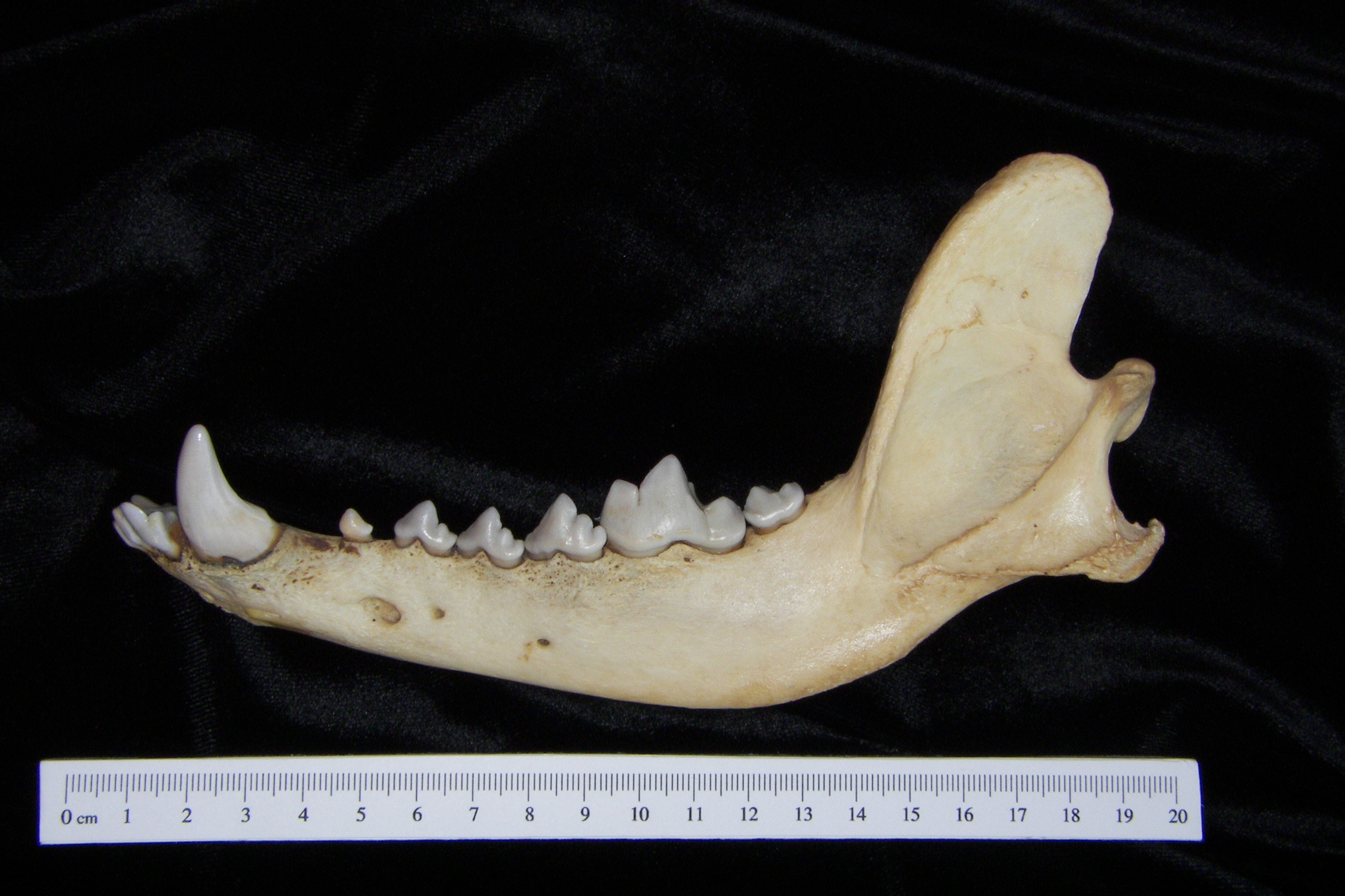 Lateral View Coyote Mandible