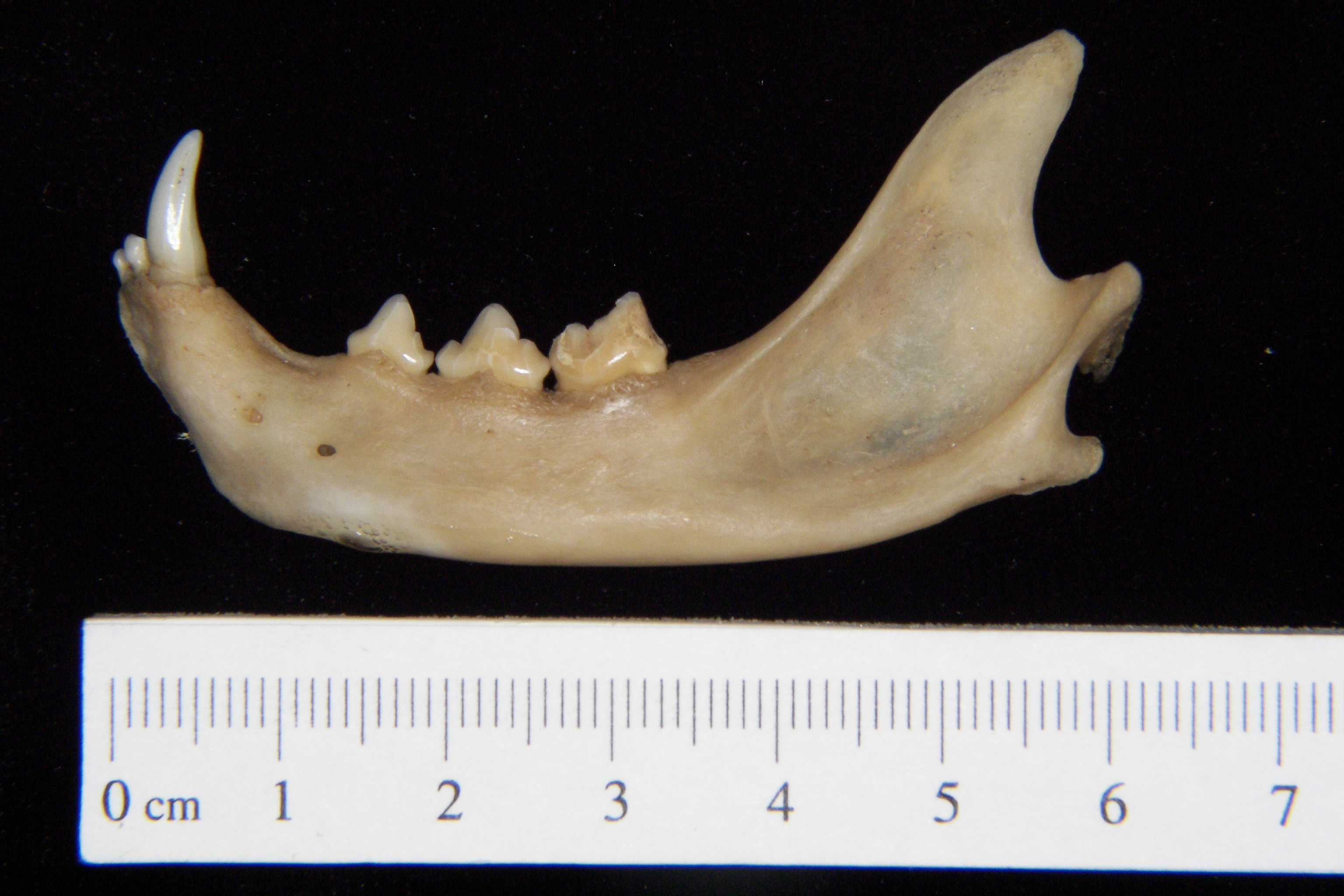 Lateral View Domestic Cat Mandible