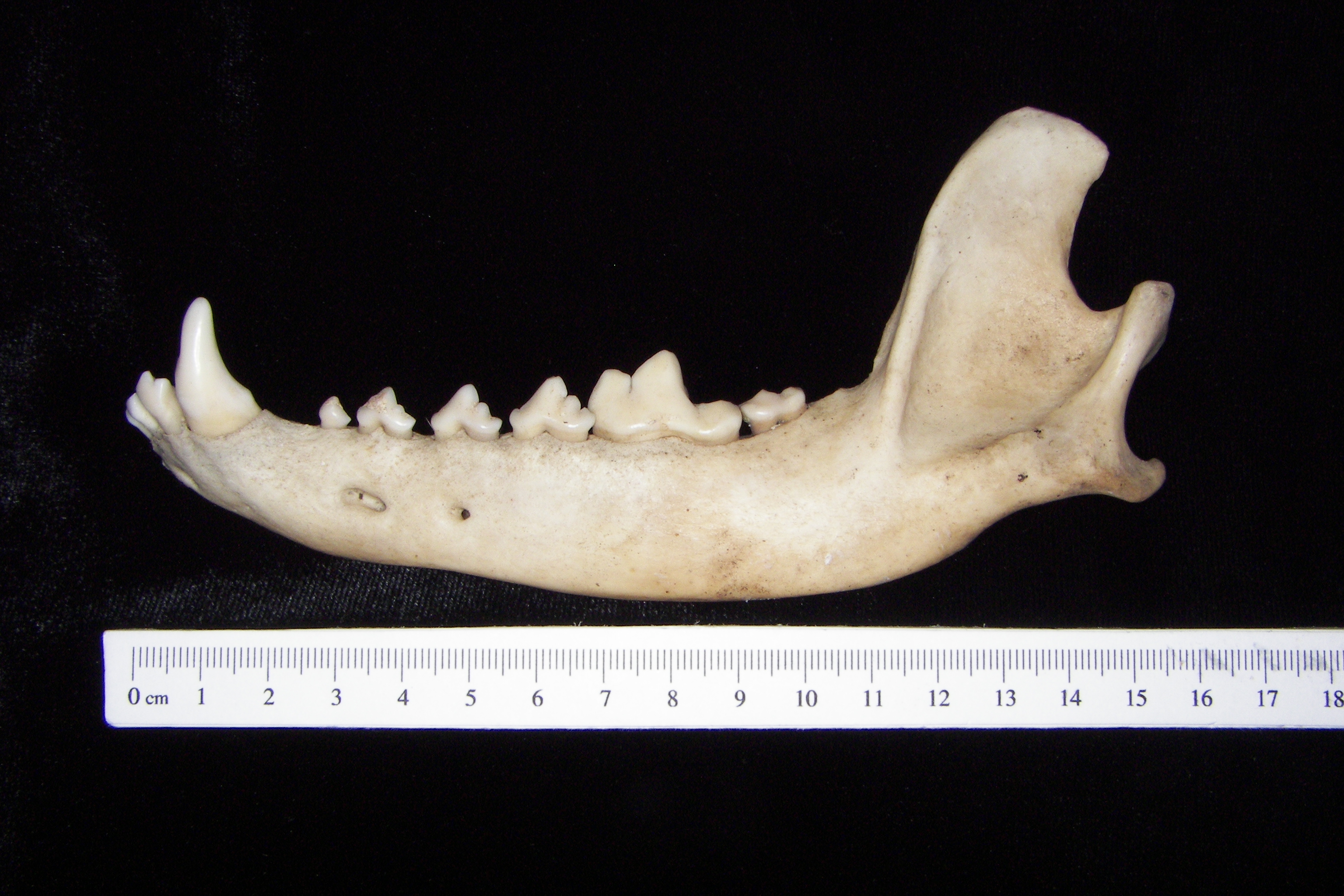 Lateral View Domestic Dog Mandible