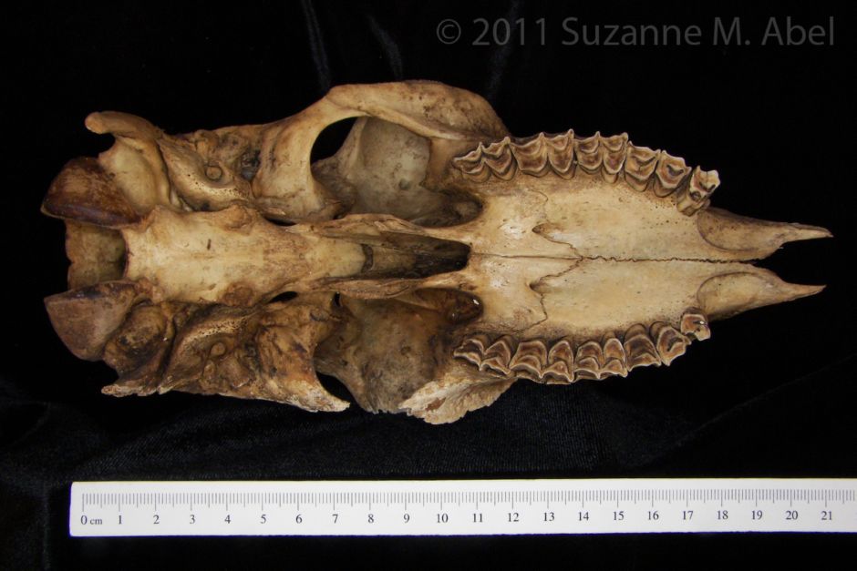 Inferior View Domestic Goat Cranium