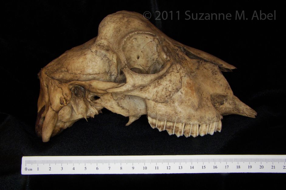 Lateral View Domestic Goat Cranium