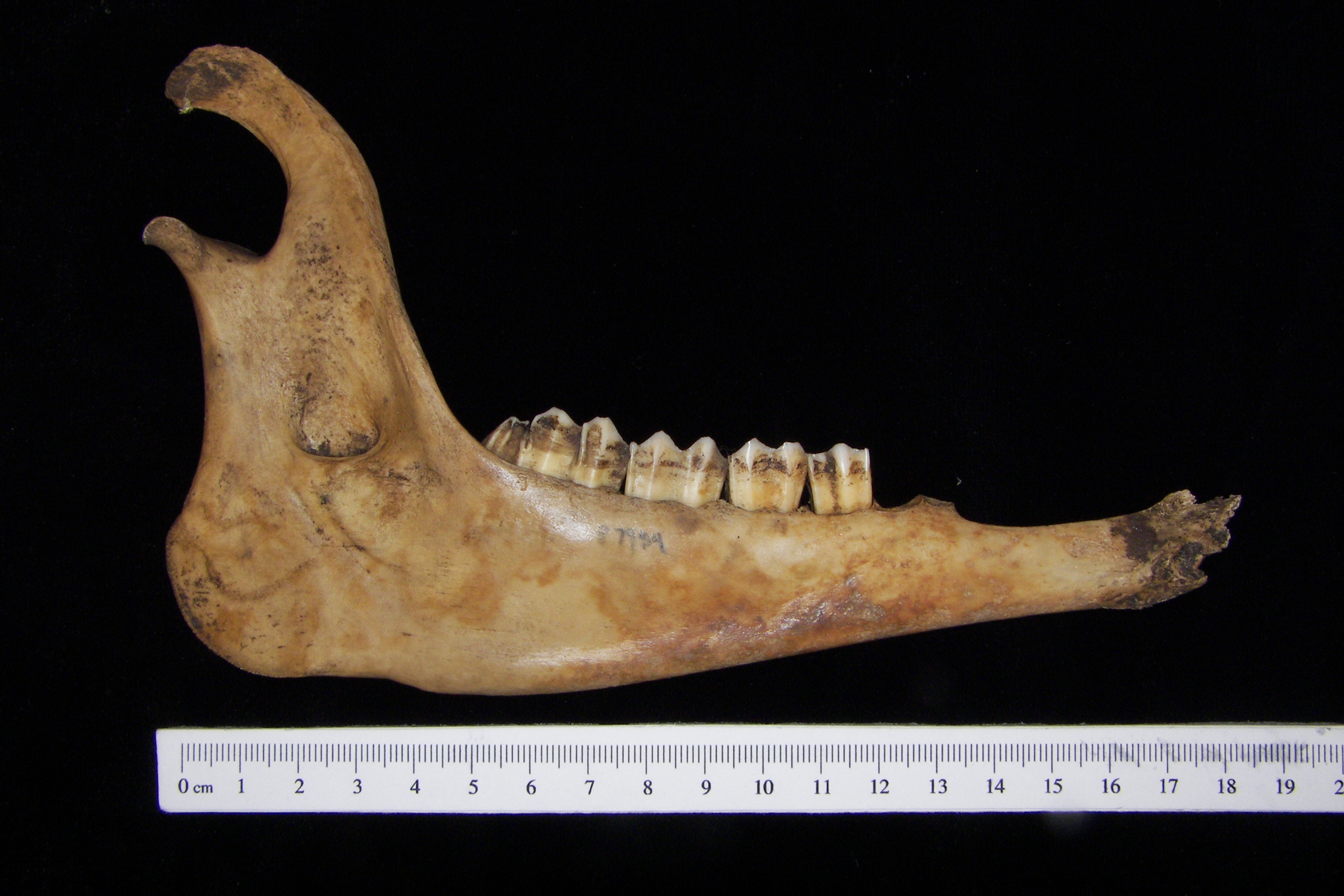 Lateral View Domestic Goat Mandible