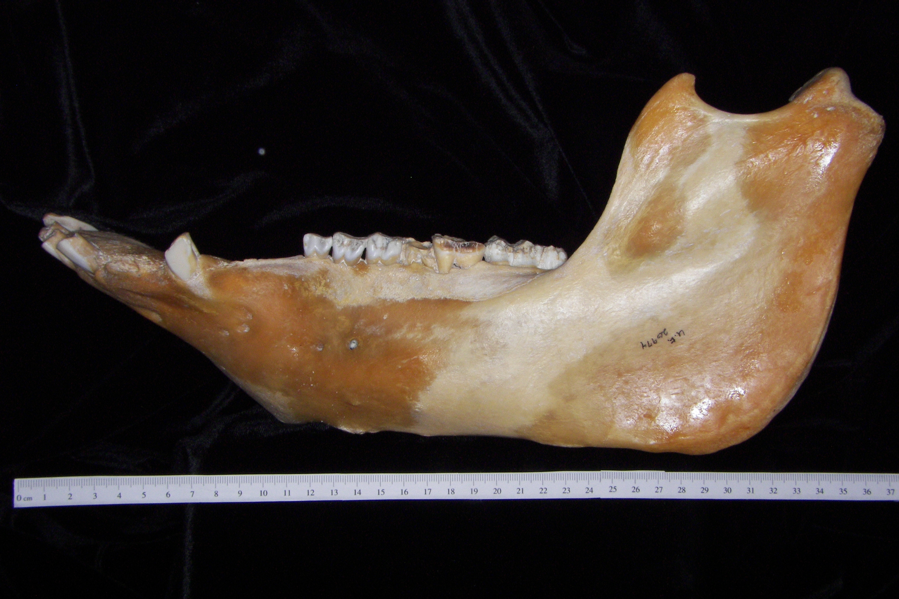 Lateral View Domestic Pig Mandible