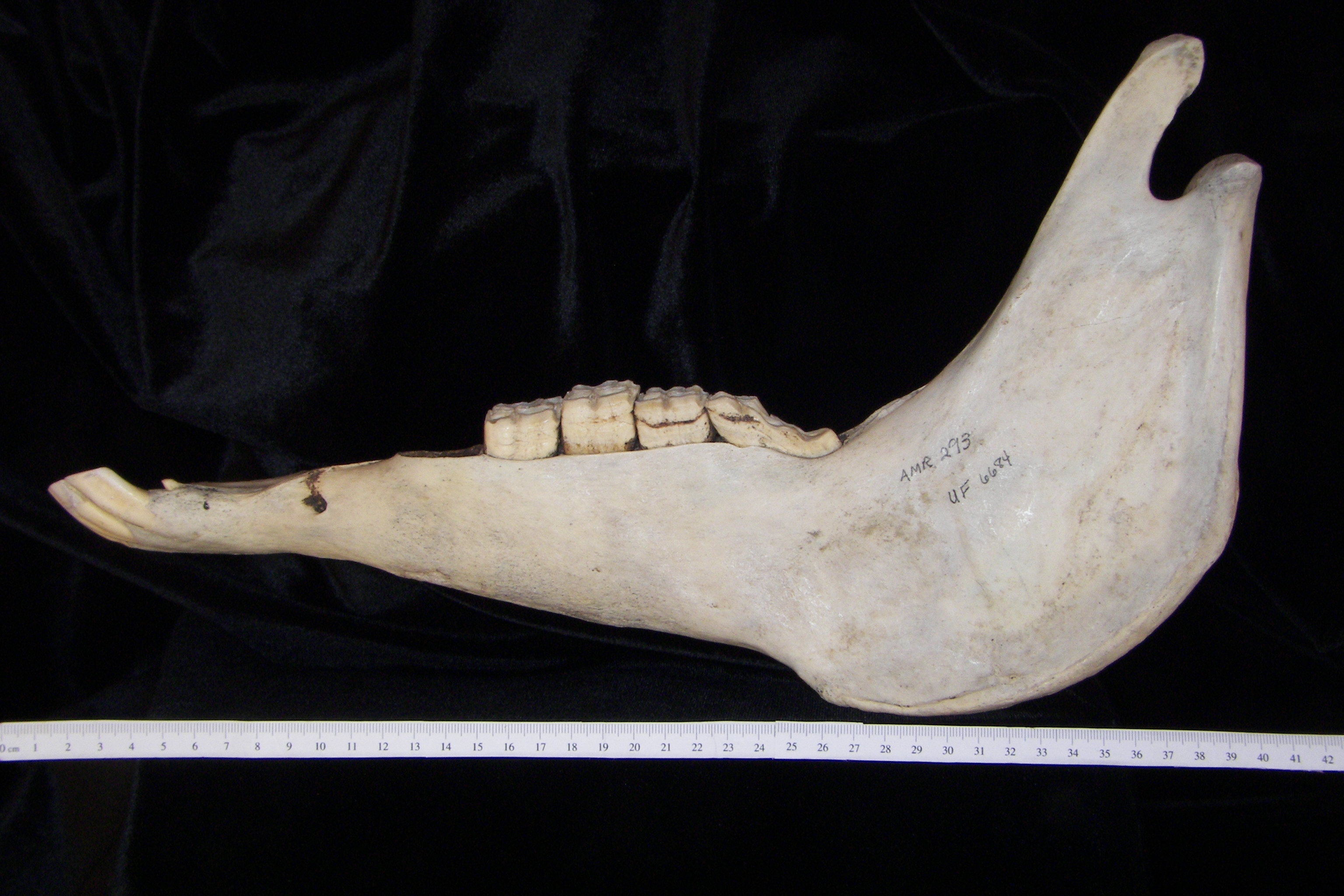 Lateral View Domestic Sheep Mandible