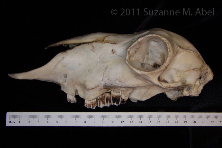 Lateral View Domestic Sheep Cranium