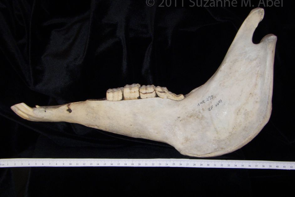 Lateral View Donkey Mandible