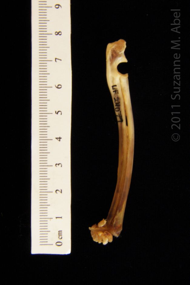 Medial View Left Eastern Cottontail Rabbit Radius and Ulna
