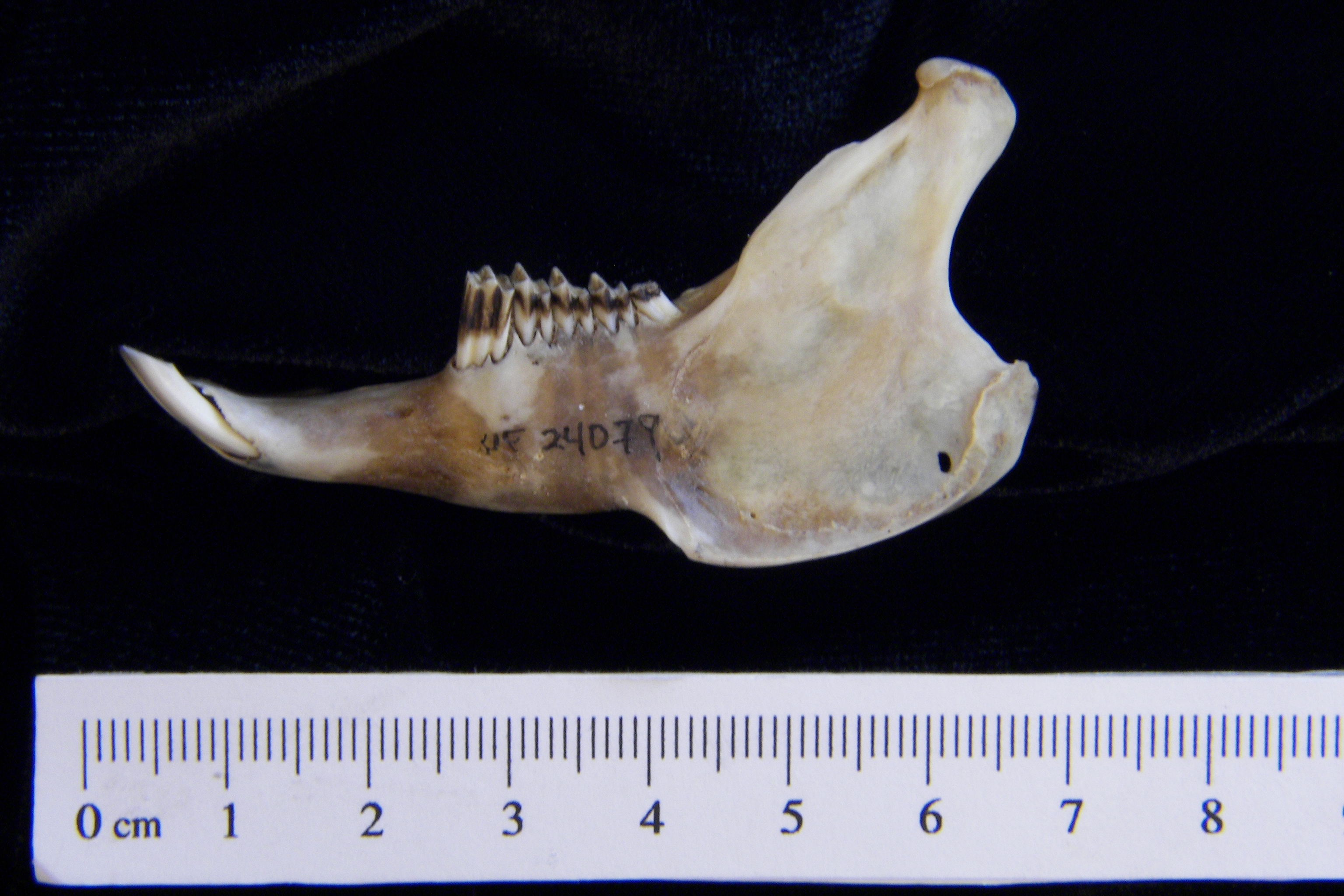 Lateral View Eastern Cottontail Rabbit Mandible