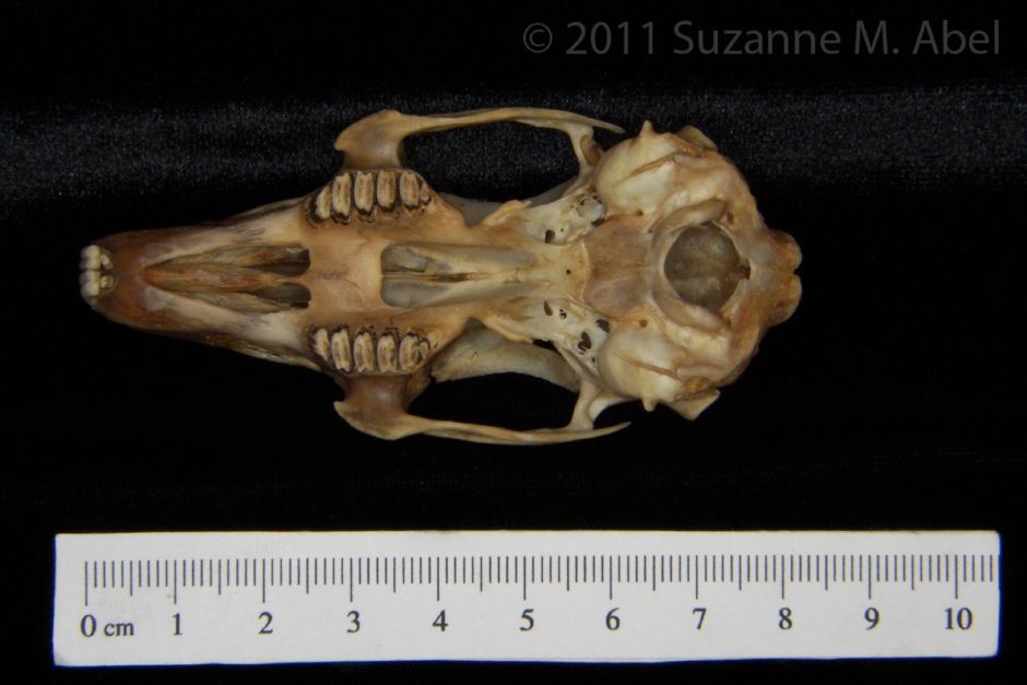 Inferior View Eastern Cottontail Rabbit Cranium