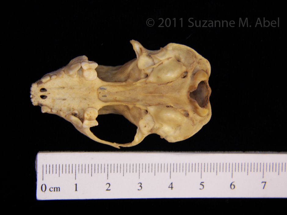 Inferior View Eastern Spotted Skunk Cranium