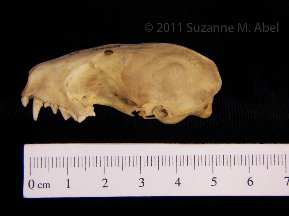 Lateral View Eastern Spotted Skunk Cranium