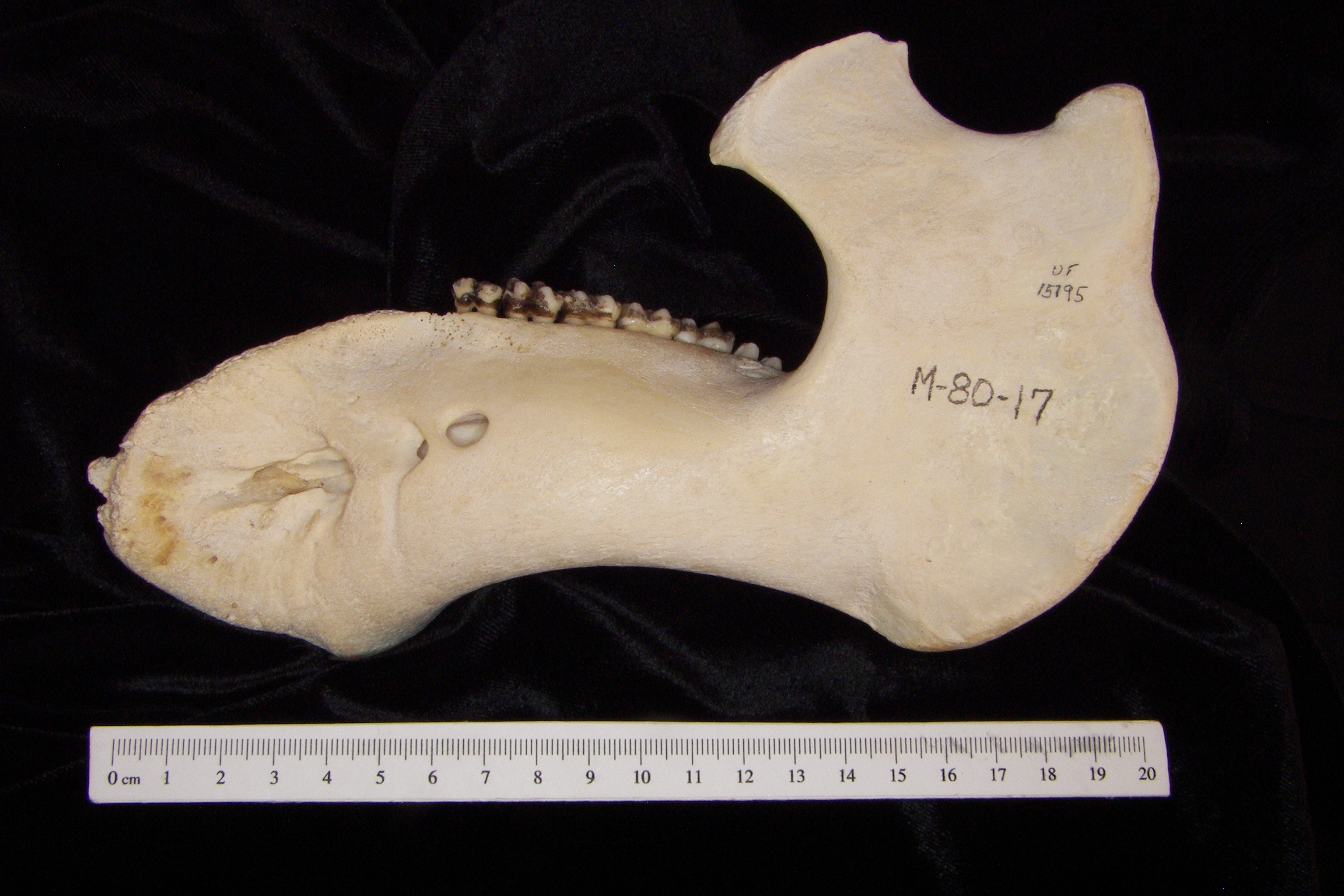 Lateral View Florida Manatee Mandible