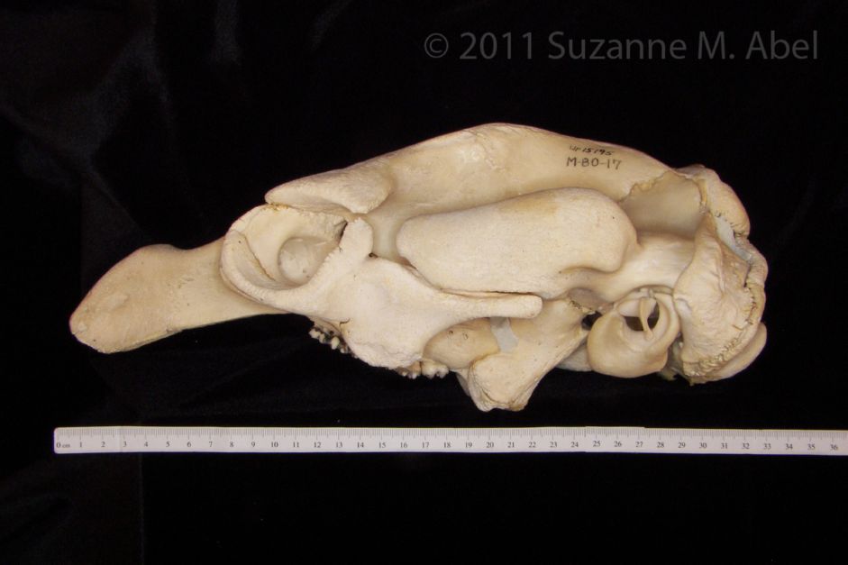 Lateral View Florida Manatee Cranium