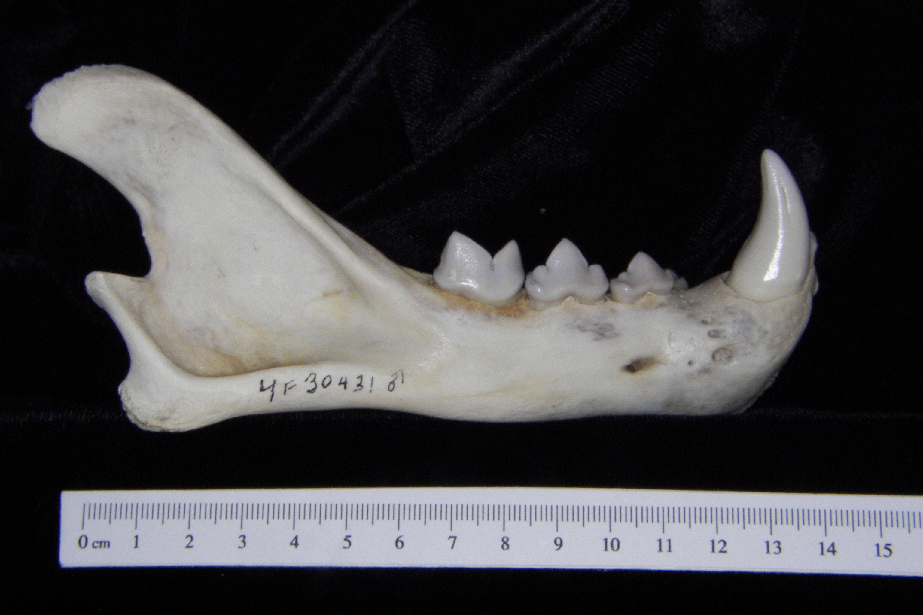 Lateral View Florida Panther Mandible