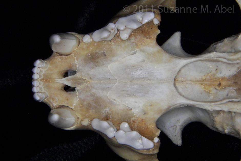 Inferior View Florida Panther Maxilla/Palate